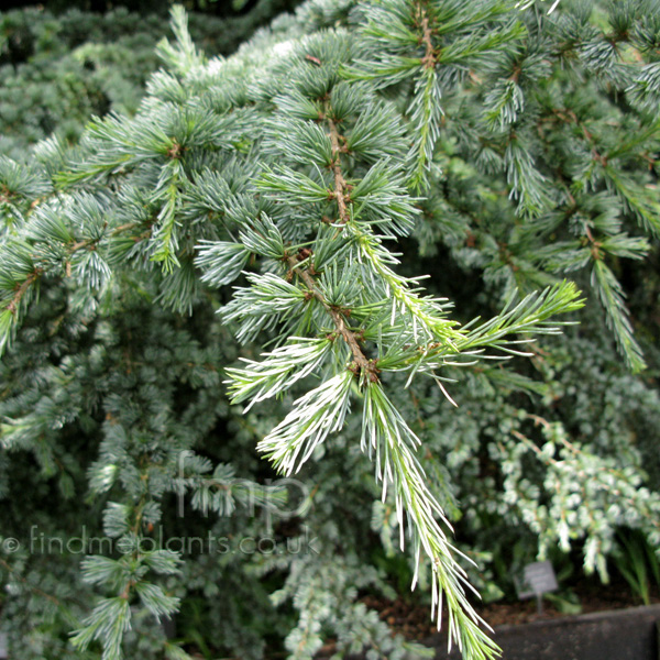 Big Photo of Cedrus Libani, Leaf Close-up