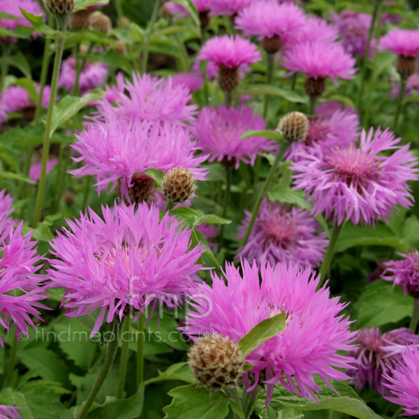 Big Photo of Centaurea Hypoleuca, Flower Close-up