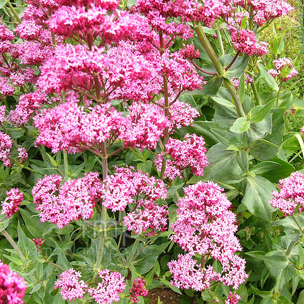 Big Photo of Centranthus Ruber