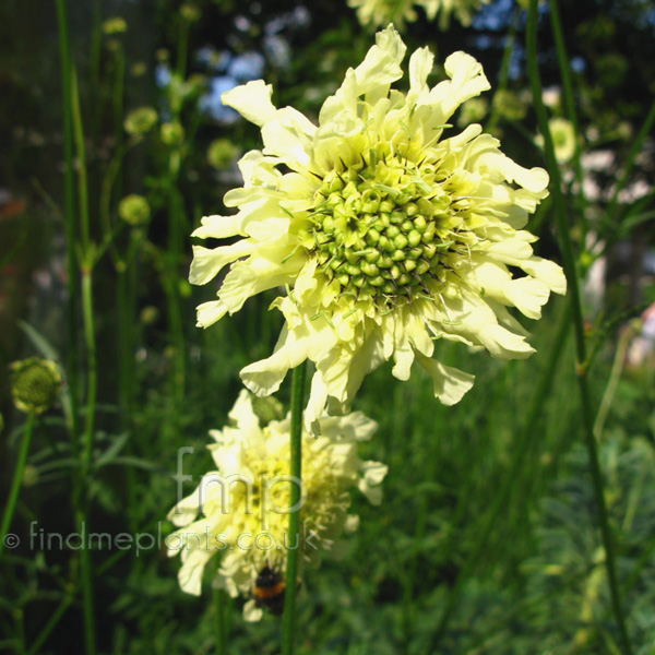 Big Photo of Cephalaria Gigantea, Flower Close-up