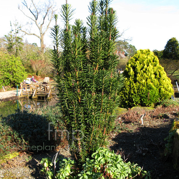 Big Photo of Cephalotaxus Harringtonii