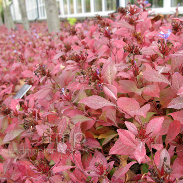 Big Photo of Ceratostigma Plumnaginoides