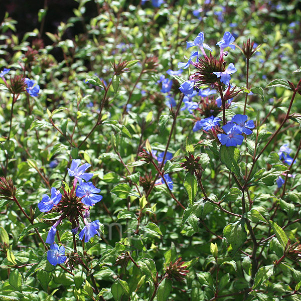 Big Photo of Ceratostigma Willmottianum