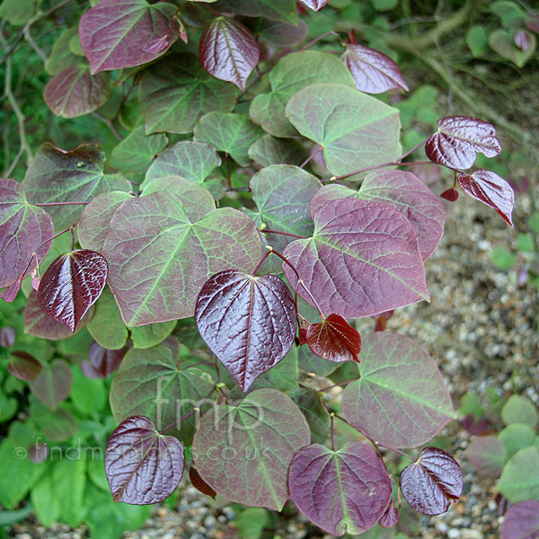 Big Photo of Cercis Canadensis