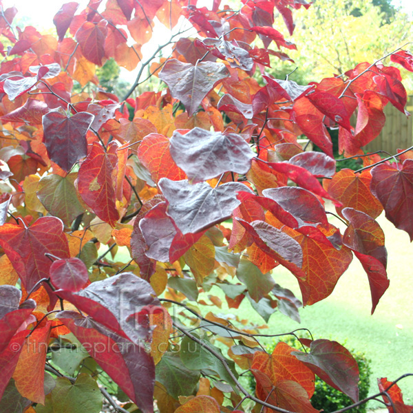 Big Photo of Cercis Canadensis