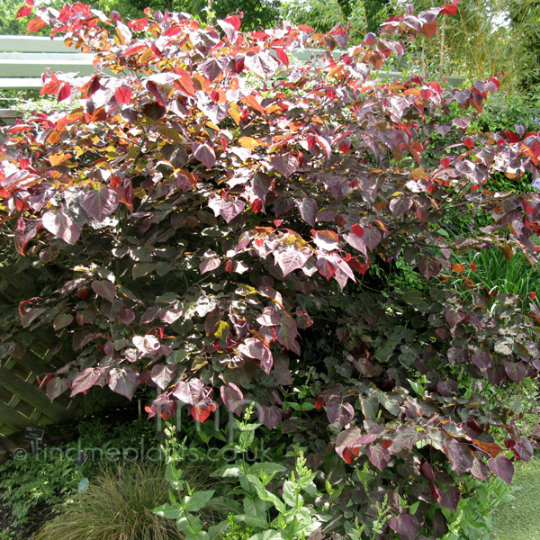 Big Photo of Cercis Canadensis