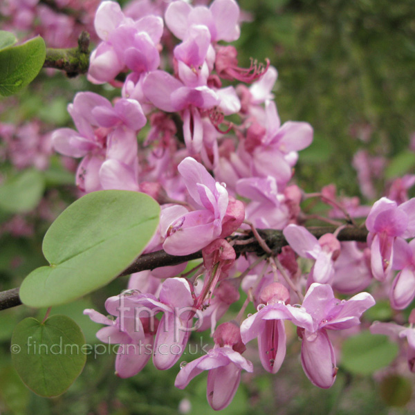 Big Photo of Cercis Siliquastrum, Flower Close-up