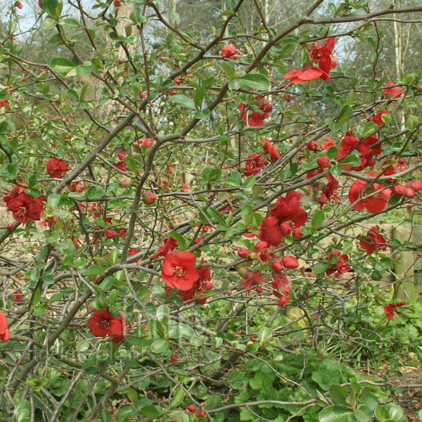 Big Photo of Chaenomeles X Superba