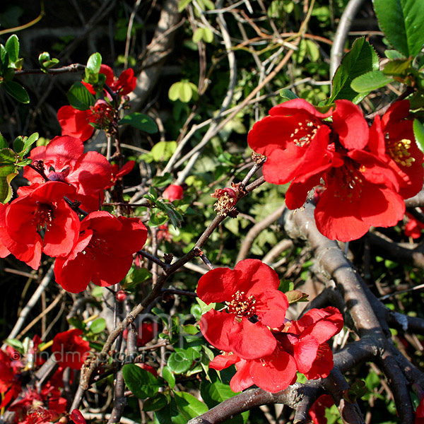 Big Photo of Chaenomeles X Superba