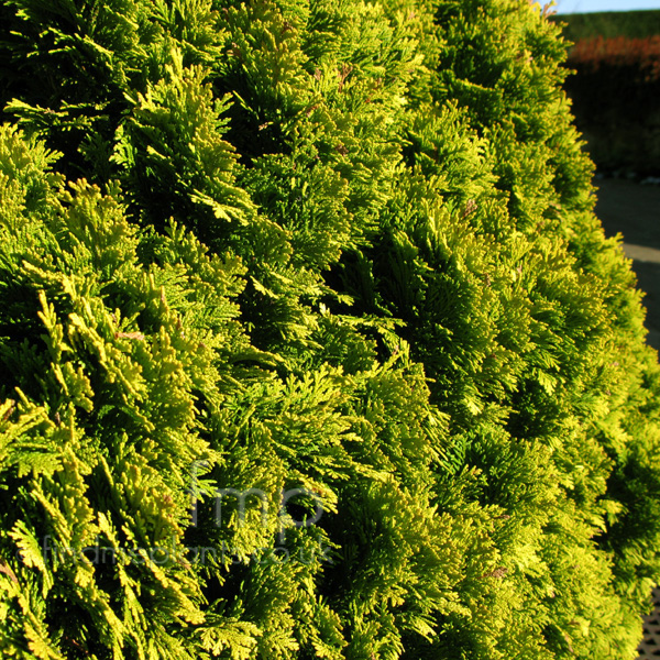 Big Photo of Chamaecyparis Lawsoniana