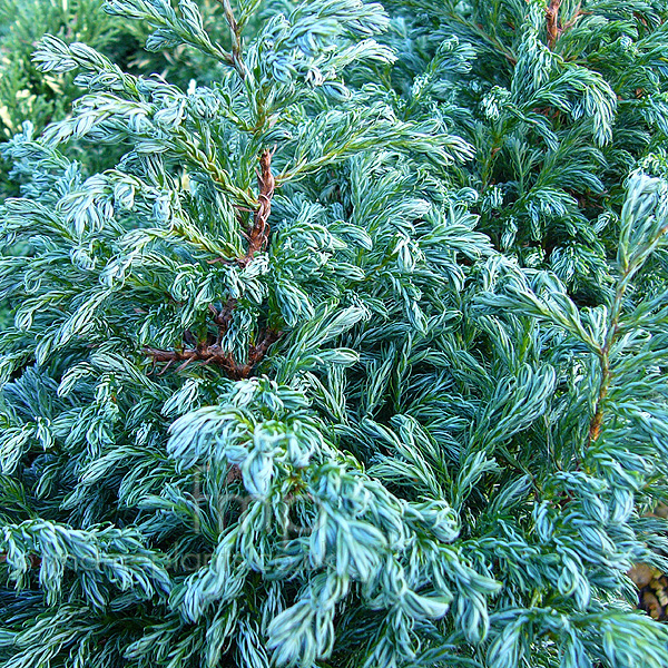 Big Photo of Chamaecyparis Pisifera