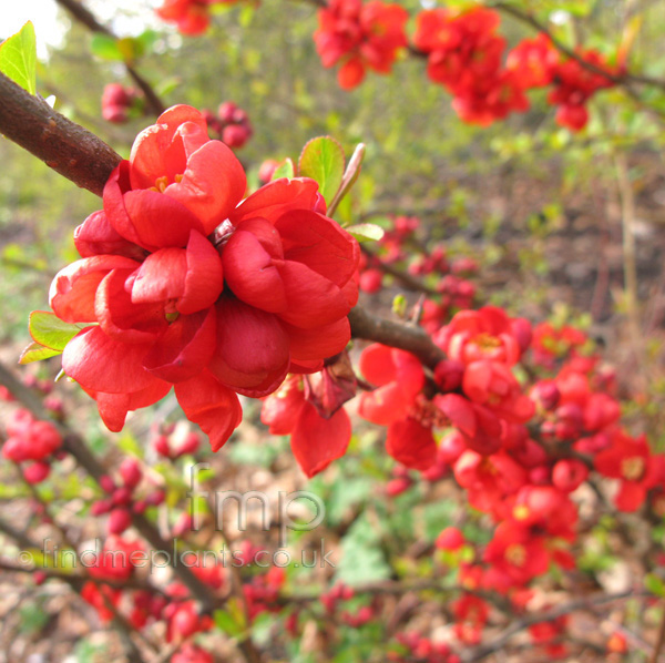 Big Photo of Chaenomeles , Flower Close-up