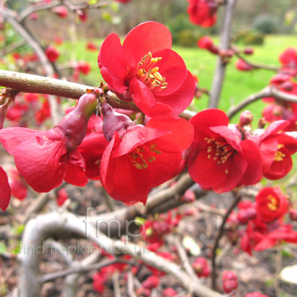 Big Photo of Chaenomeles , Flower Close-up