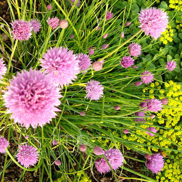 Big Photo of Allium Schoenoprasum