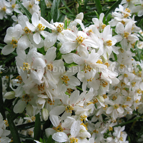 Big Photo of Choisya Ternata, Flower Close-up