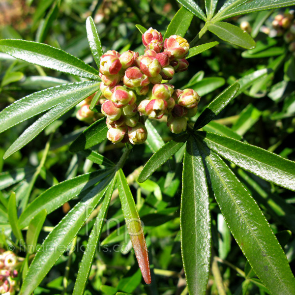 Big Photo of Choisya Ternata, Leaf Close-up