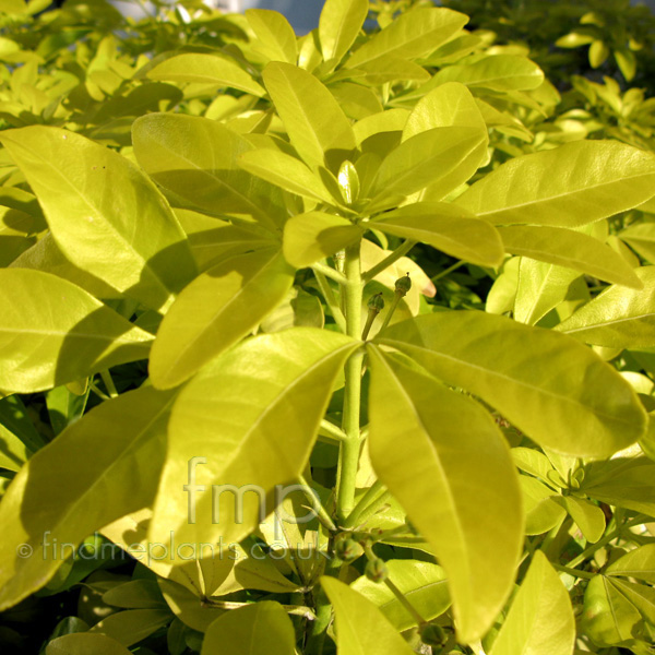 Big Photo of Choisya Ternata, Leaf Close-up