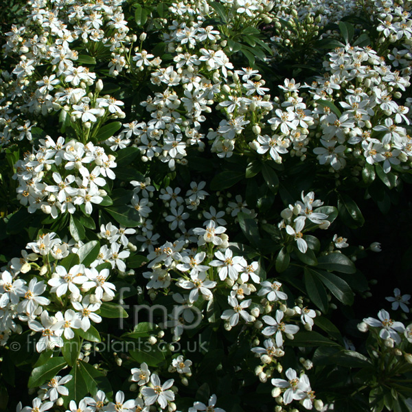 Big Photo of Choisya Ternata