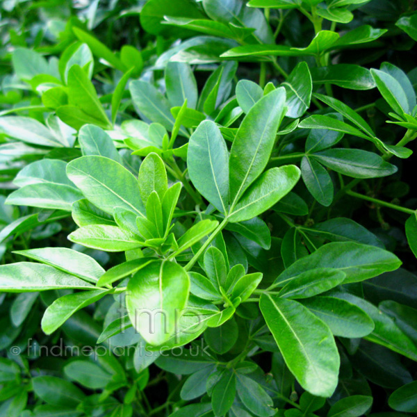 Big Photo of Choisya Ternata, Leaf Close-up