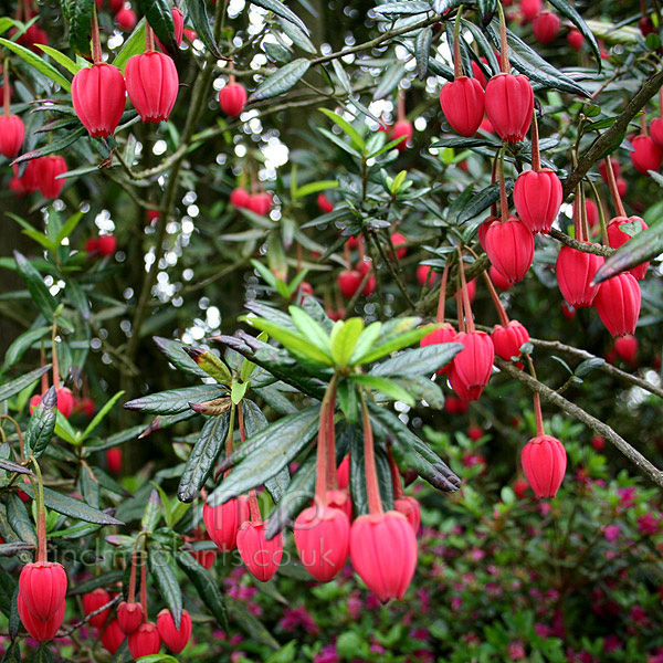 Big Photo of Chrinodendron Hookerianum