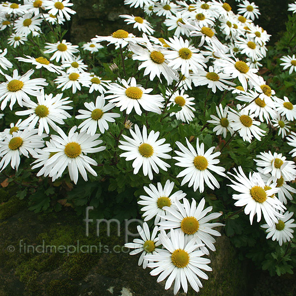 Big Photo of Chrysanthemum Yezoense