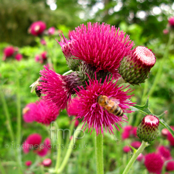 Big Photo of Cirsium Rivulare, Flower Close-up