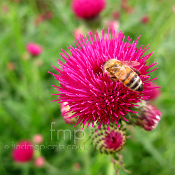 Big Photo of Cirsium Rivulare