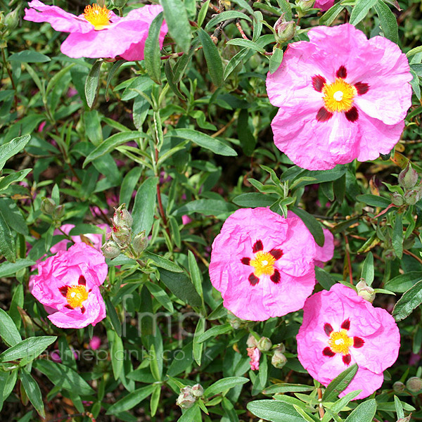 Big Photo of Cistus Purpureus