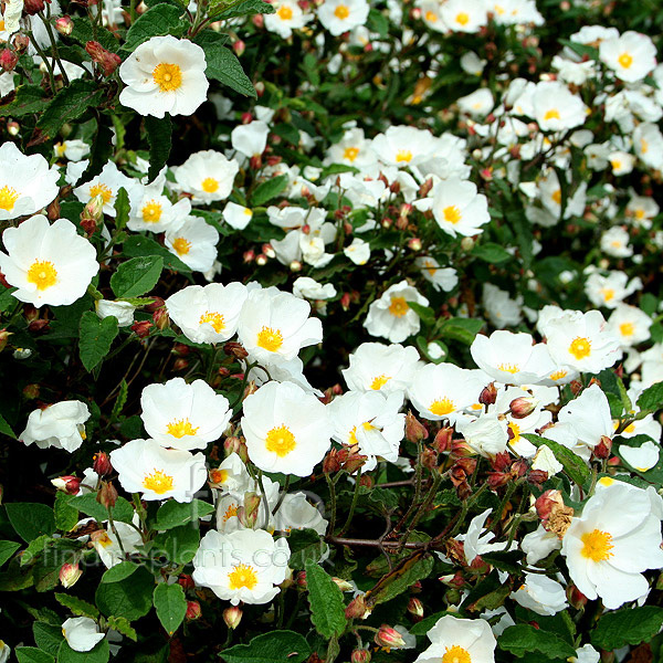 Big Photo of Cistus Cobariensis