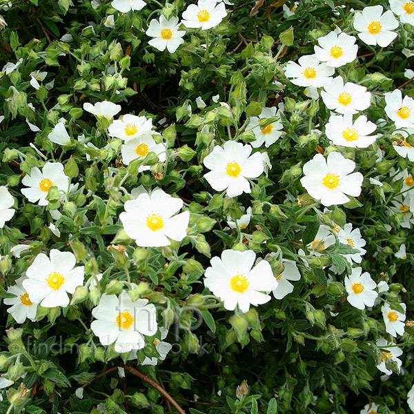 Big Photo of Cistus X Florentinus