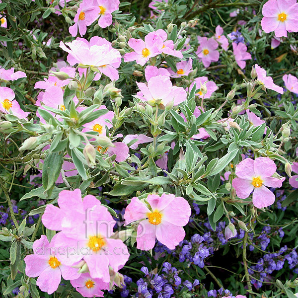 Big Photo of Cistus X Bornetianus