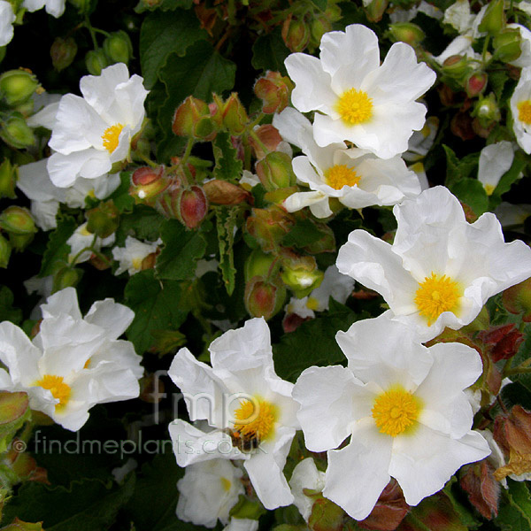 Big Photo of Cistus Populifolius