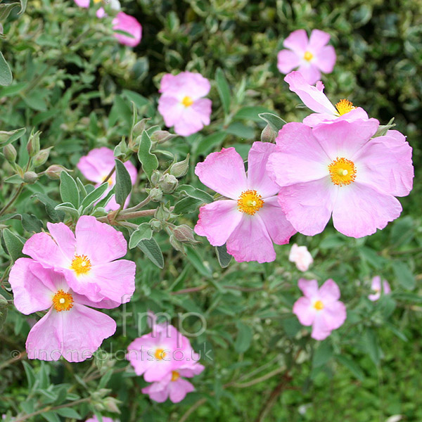 Big Photo of Cistus X Argenteus