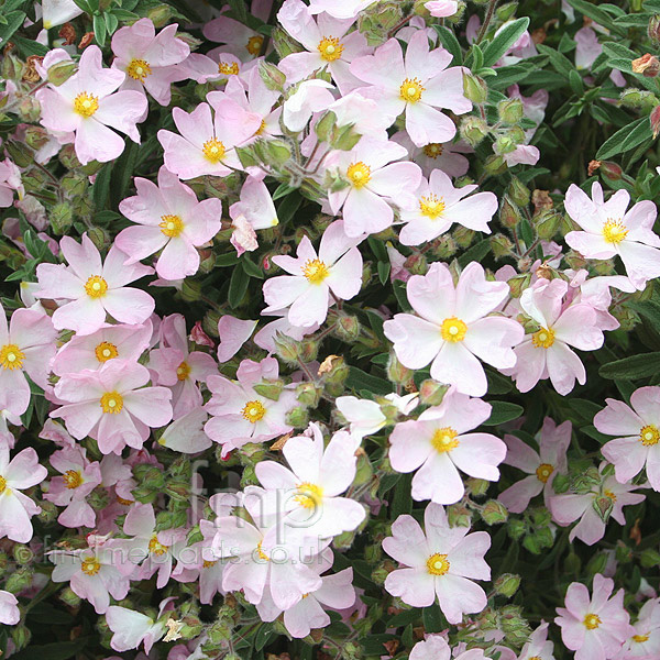 Big Photo of Cistus X Skanbergii