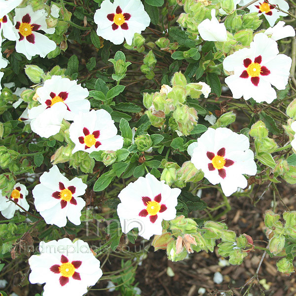 Big Photo of Cistus Snowfire