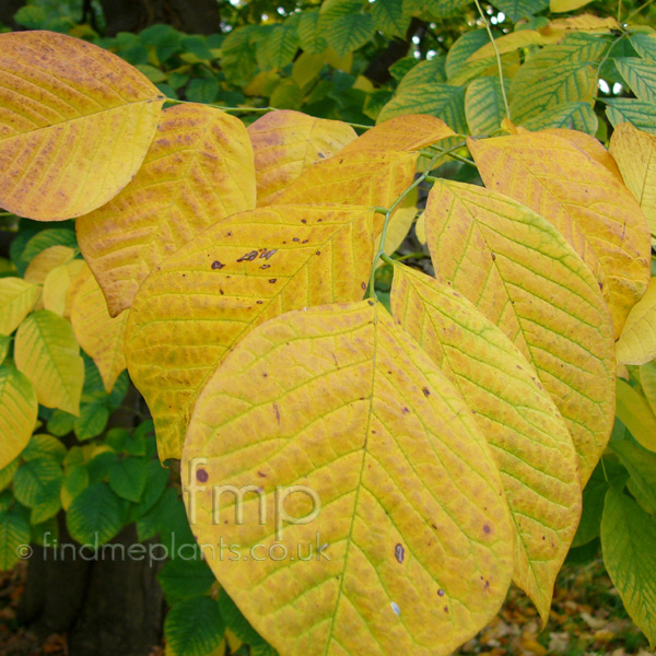 Big Photo of Cladrastis Kentukea