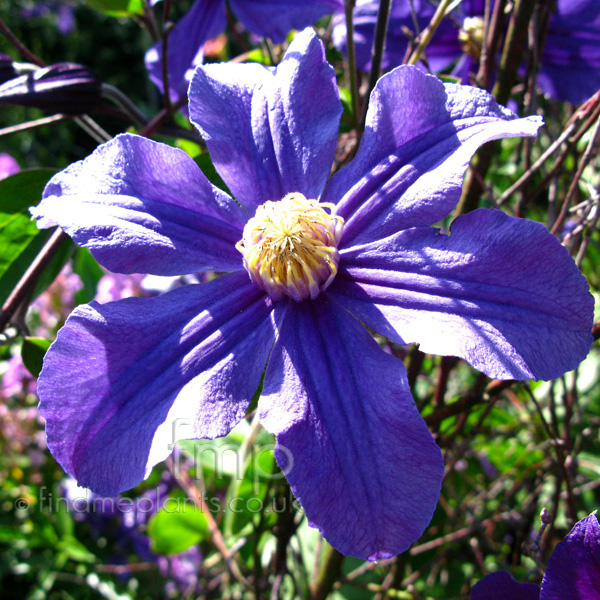 Big Photo of Clematis Durandi