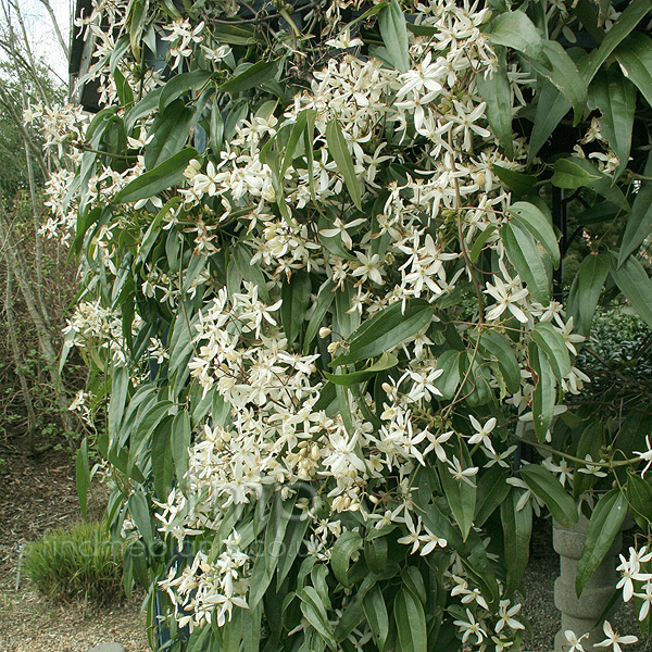 Big Photo of Clematis Armandii