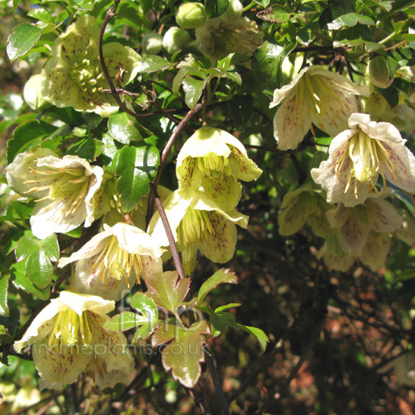 Big Photo of Clematis Cirrhosa