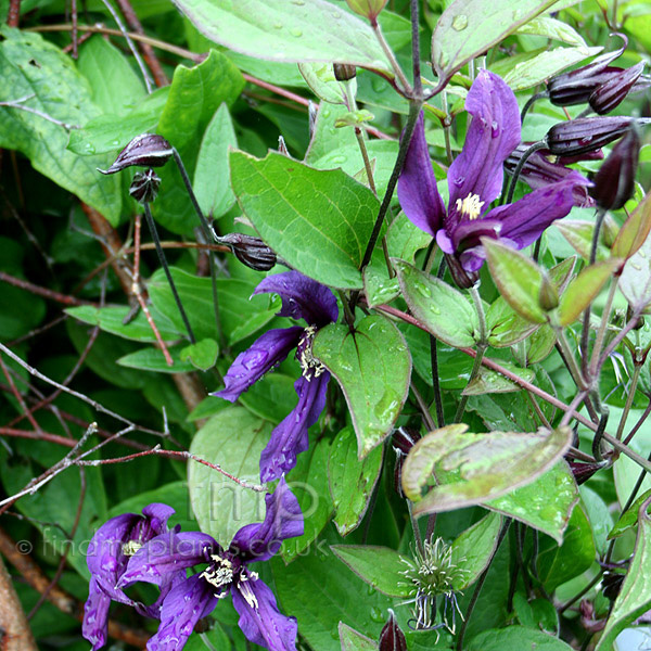 Big Photo of Clematis Petit Faucon