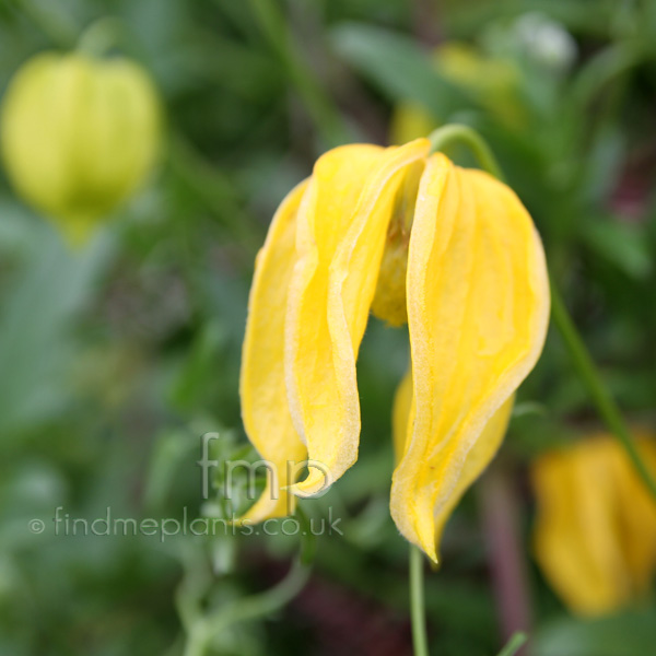 Big Photo of Clematis Helios, Flower Close-up