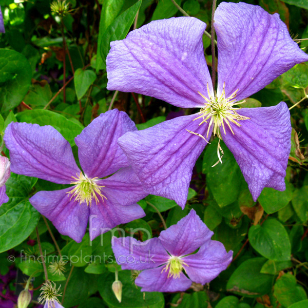 Big Photo of Clematis , Flower Close-up