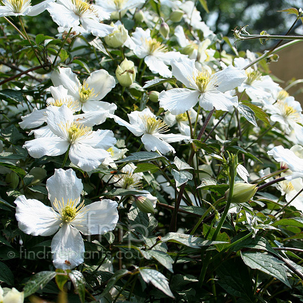 Big Photo of Clematis Montana