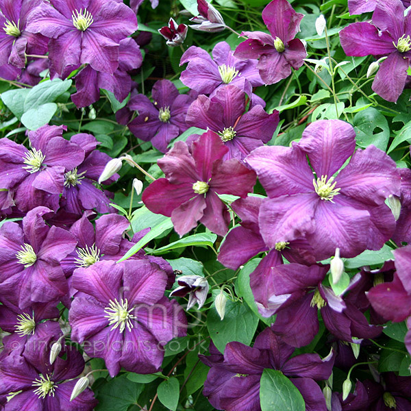 Big Photo of Clematis Perle D Azur