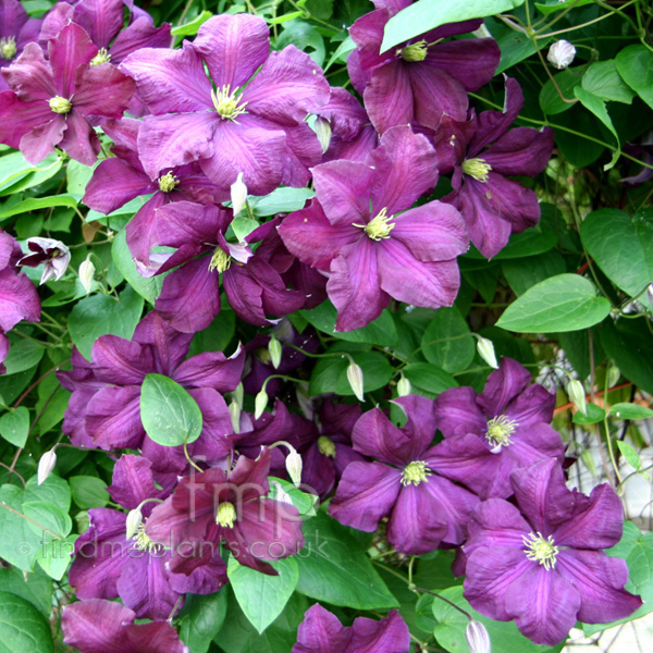 Big Photo of Clematis Perle D Azur, Flower Close-up