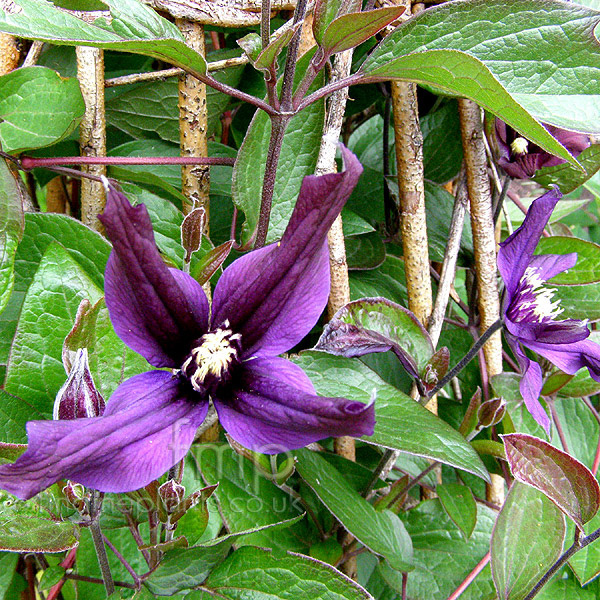 Big Photo of Clematis Petit Faucon