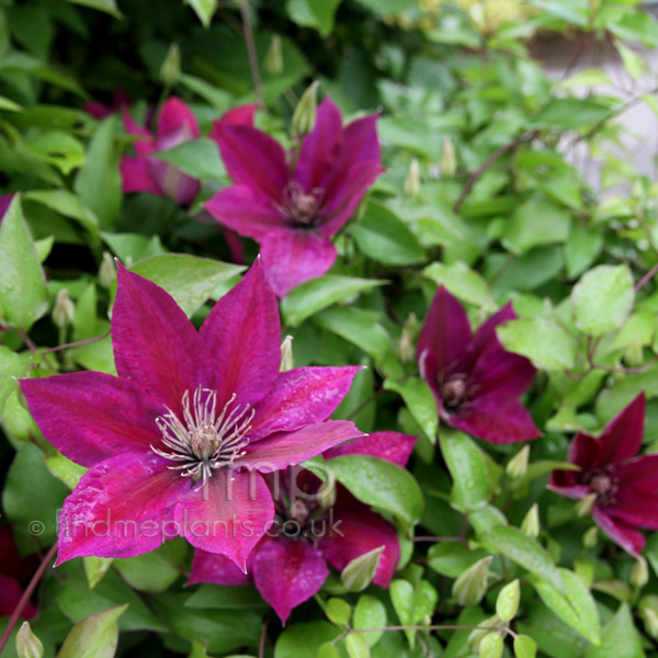 Big Photo of Clematis X Triternata