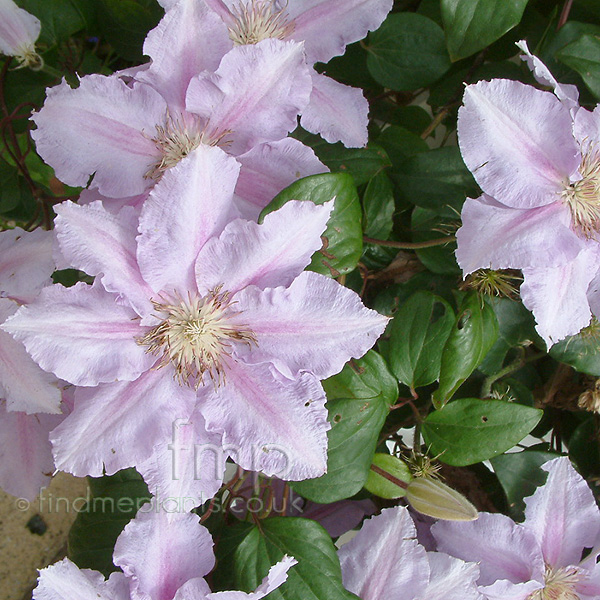 Big Photo of Clematis 