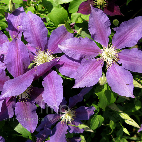 Big Photo of Clematis , Flower Close-up