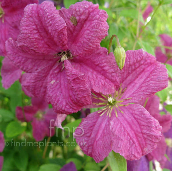 Big Photo of Clematis X Triternata